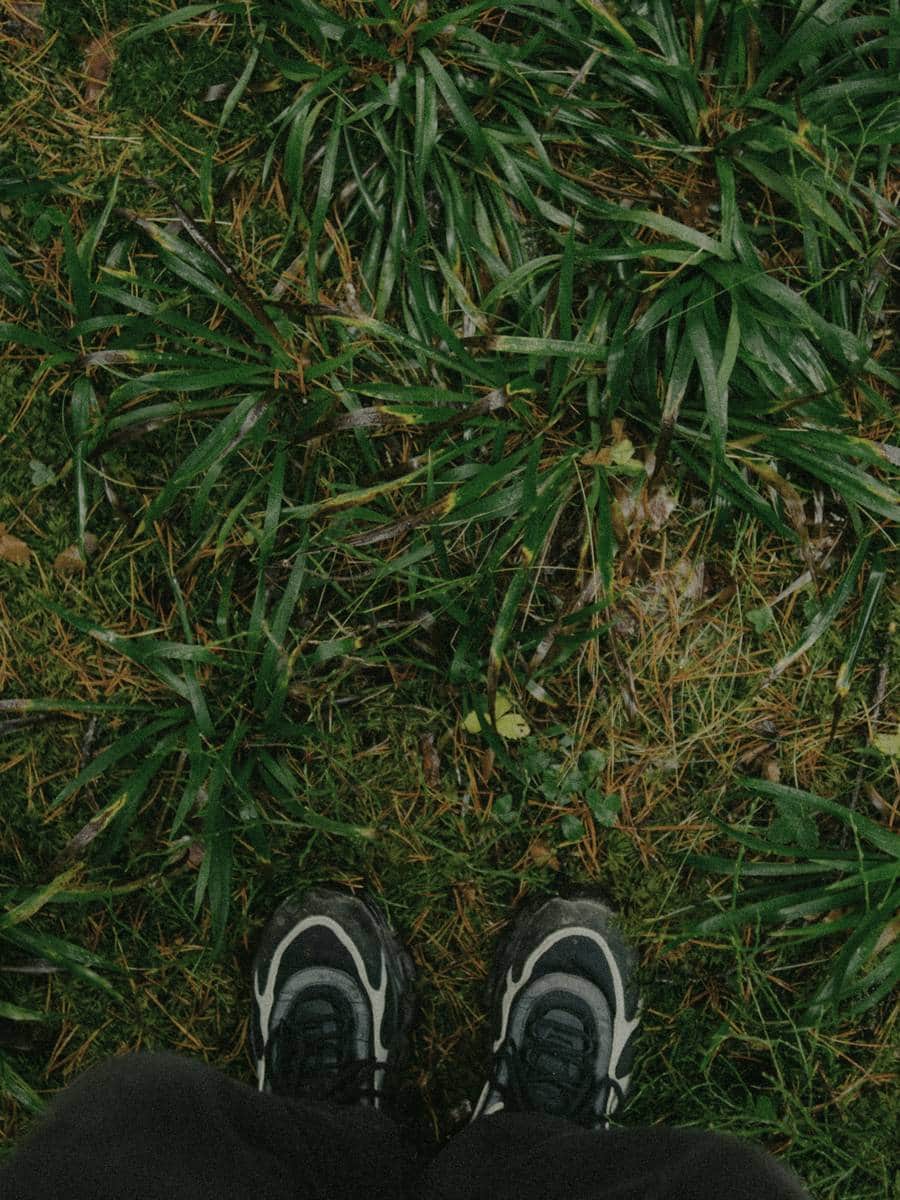 Grass and moss at ground level