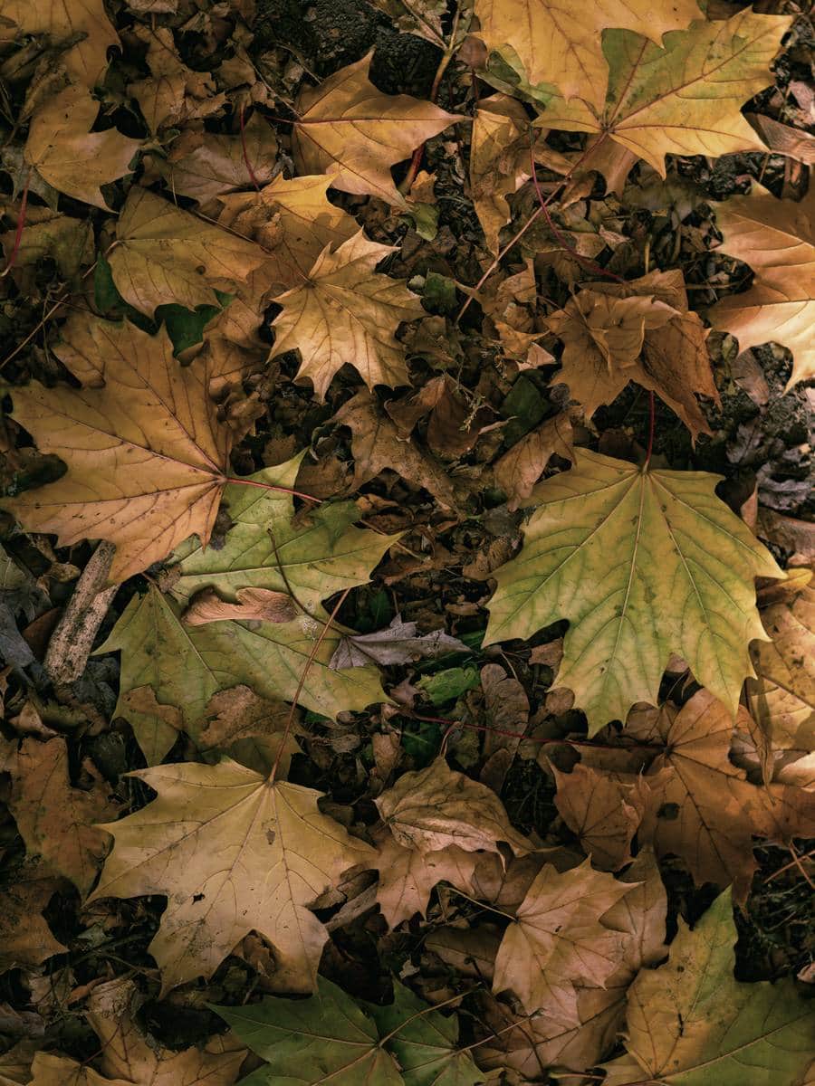 Fallen maple leaves covering the forest floor