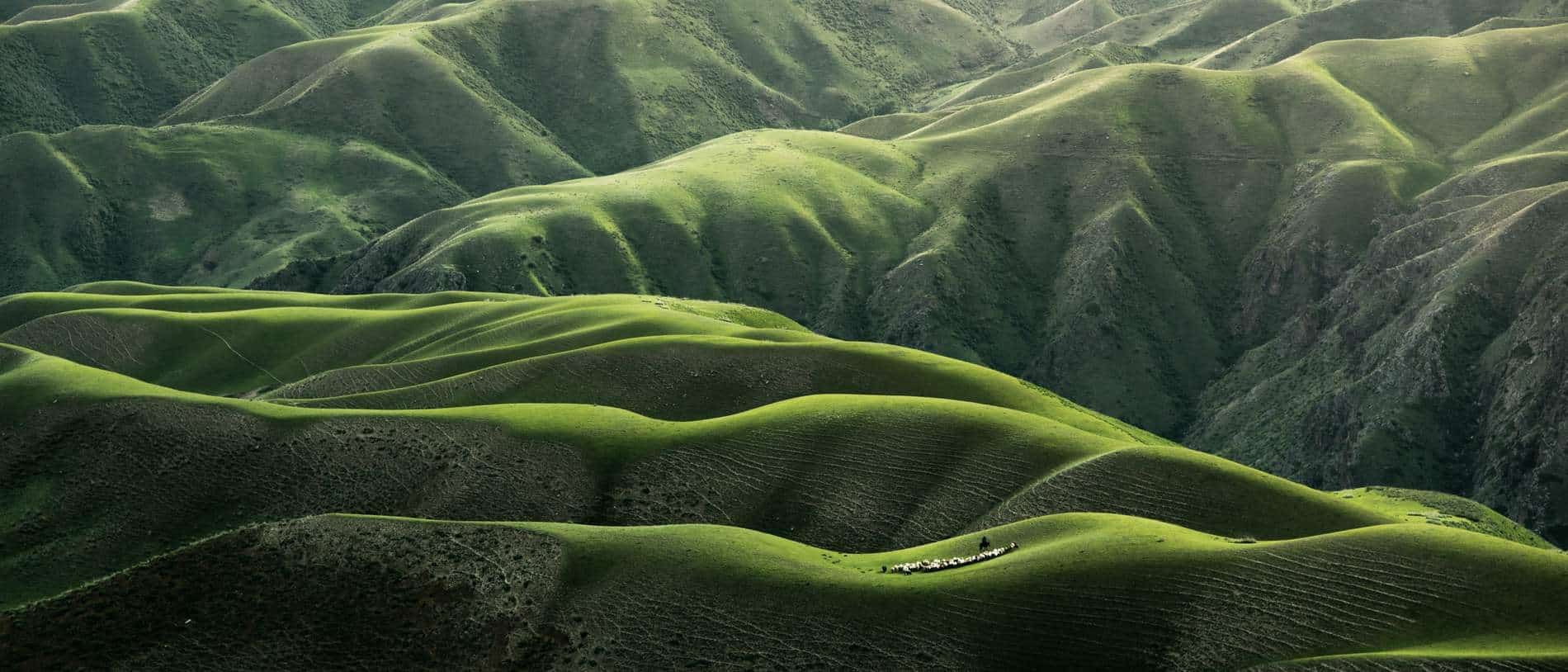 Rolling hillsides in raking light
